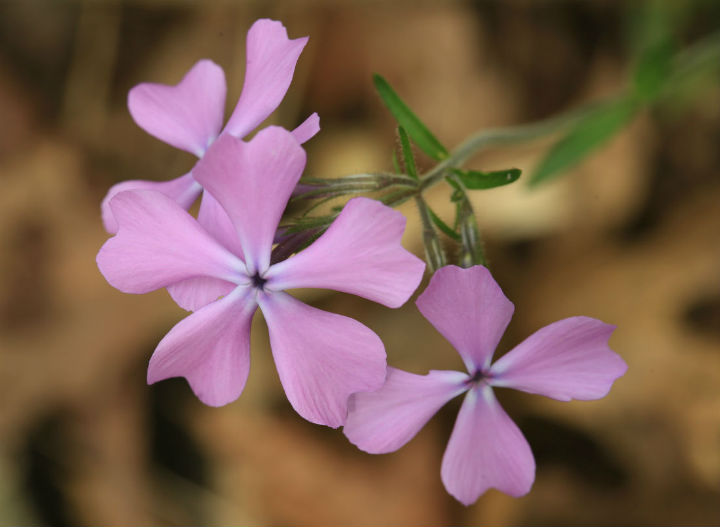 Wild Blue Phlox